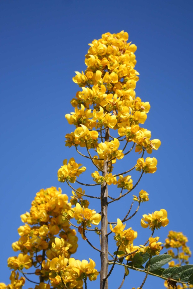 Cassia Alata